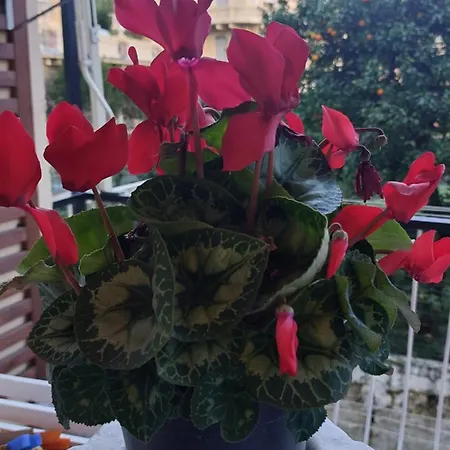 La Conchiglia Apartamento